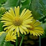 Doronicum columnae Hábito