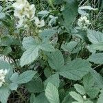 Rubus canescens 葉