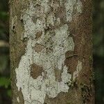 Mouriri nervosa Kabuk