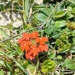 Glandularia peruviana Blomst