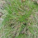 Carex alba Fuelha