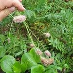 Sanguisorba obtusaЦветок