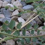 Sanguisorba verrucosa Lapas