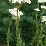 Achillea lingulata Hábito