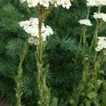 Achillea lingulata عادت داشتن