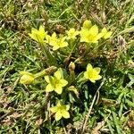 Centaurium maritimum Flower