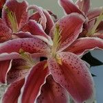 Lilium bulbiferum Flower