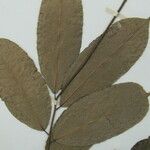 Mabea speciosa Otro
