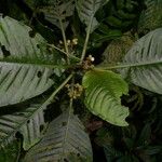 Notopleura capacifolia Flor