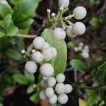 Skimmia japonica Gyümölcs