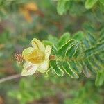 Hypericum balearicum Fruto