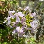 Saponaria officinalisЦвят