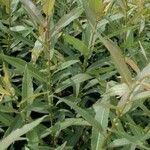 Salix barrattiana