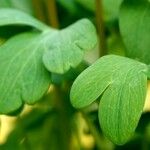 Aquilegia canadensis Folio