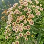 Pluchea sagittalis Flower
