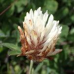 Trifolium ochroleucon Flower