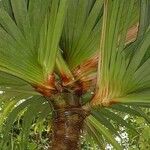 Pandanus utilis पत्ता