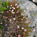 Harrimanella hypnoides Flower