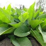 Symphytum caucasicum Folha