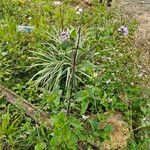 Ageratum conyzoides Květ