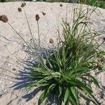 Plantago lanceolataFolla