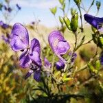 Aconitum napellusЦвят