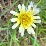 Scorzonera aristata 花