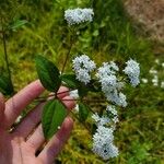 Stevia ovata Fleur