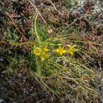 Gagea bohemica Fula