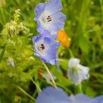 Nemophila phacelioides Цвят