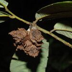 Neostenanthera neurosericea Fruit