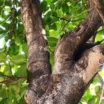 Ficus callosa Bark