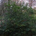 Ilex glabra Habitus