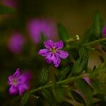 Cuphea hyssopifolia Flower