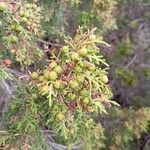 Juniperus phoenicea Fruchs