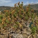 Carthamus arborescens Habit