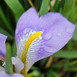 Iris unguicularis Cvet