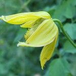 Clematis orientalis Flower