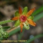 Saxifraga mutata Flor