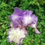 Iris germanica Kvet