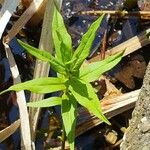 Lysimachia thyrsiflora Blatt