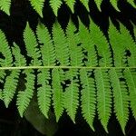 Cyathea bicrenata Leaf