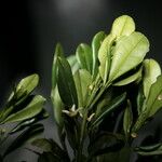 Acronychia emarginata Blatt