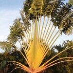 Ravenala madagascariensis Hábitos