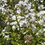 Campanula lactiflora Fleur
