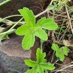 Pelargonium multibracteatum Leaf