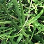 Aloe pendens برگ