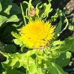 Centaurea macrocephala Flower