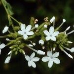 Plumbago zeylanica Flower