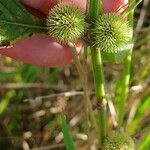 Hyptis brevipes Fruit